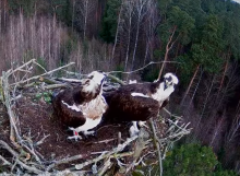 Górnolotna perspektywa